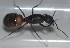 Camponotus(1)